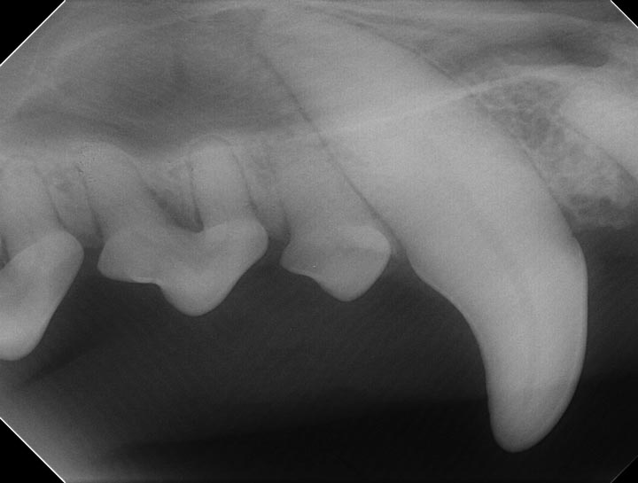 Digital Dental Radiology